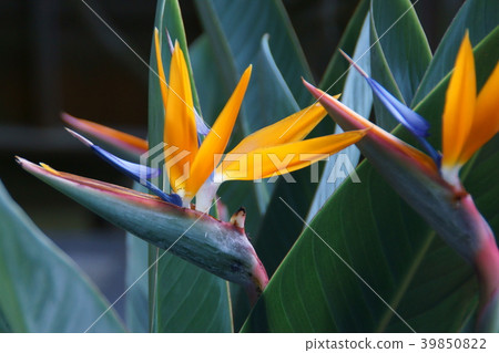 Bird of Paradise bird Strelitzia flower language "queen of brilliance" 39850822