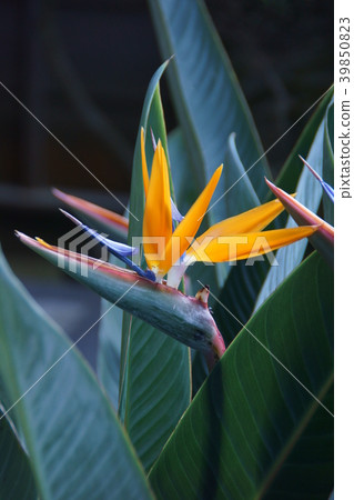 Bird of Paradise bird Strelitzia flower language "queen of brilliance" 39850823