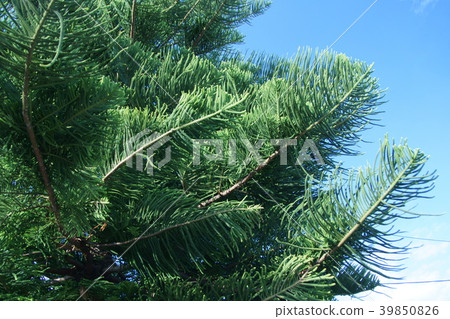 Shimanan Yosugi Mysterious leaf 39850826