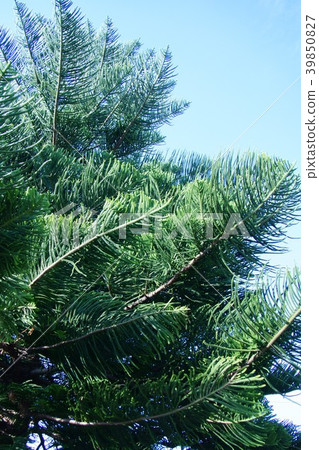 Shimanan Yosugi Mysterious leaf 39850827