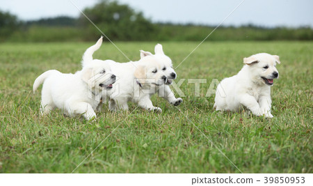 Beautiful group of golden retriever puppies 39850953
