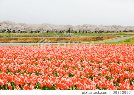 Tulips and cherry blossom trees or sakura Tulips and cherry blossom trees or sakura 39850993