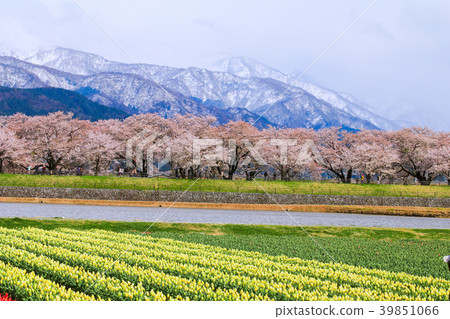 Tulips and cherry blossom trees or sakura 39851066