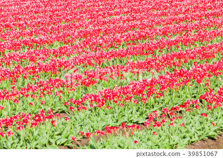 Tulips in the background , the town of Asahi Tulips in the background , the town of Asahi 39851067