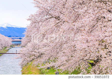Cherry blossom trees or sakura Cherry blossom trees or sakura 39851072