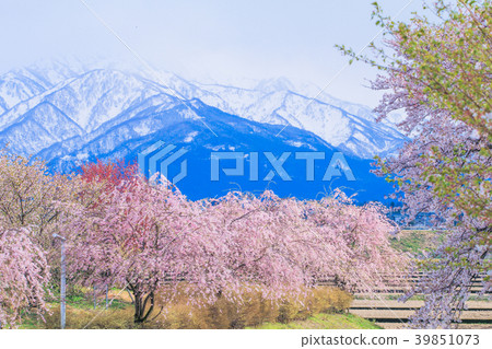 Cherry blossom trees or sakura Cherry blossom trees or sakura 39851073