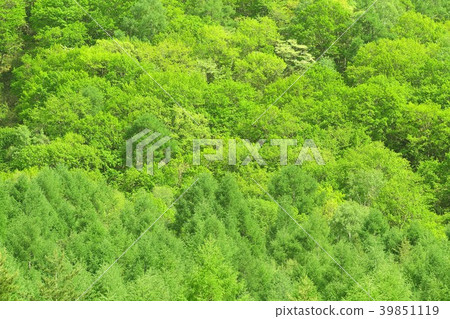 綠色目瞪口呆的山森林在新鮮的綠色Yatsugatake山區,長野縣奇諾市 綠色目瞪口呆的山森林在新鮮的綠色Yatsugatake山區,長野縣奇諾市 39851119
