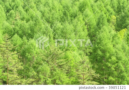 綠色目瞪口呆的山森林在新鮮的綠色Yatsugatake山區,長野縣奇諾市 綠色目瞪口呆的山森林在新鮮的綠色Yatsugatake山區,長野縣奇諾市 39851121