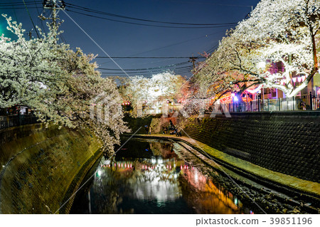 [Kanagawa Prefecture] Cherry blossoms at night 39851196