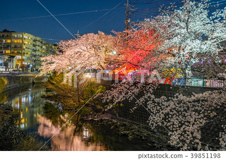 [Kanagawa Prefecture] Cherry blossoms at night 39851198