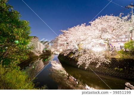 [Kanagawa Prefecture] Cherry blossoms at night 39851199