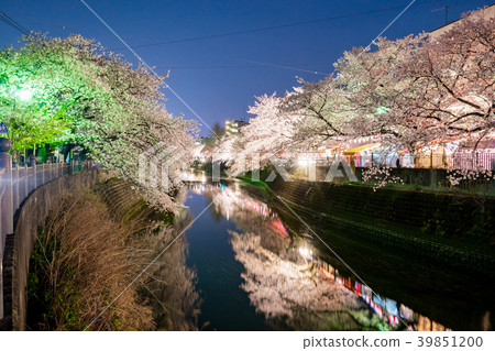 [神奈川縣]夜晚的櫻花 39851200