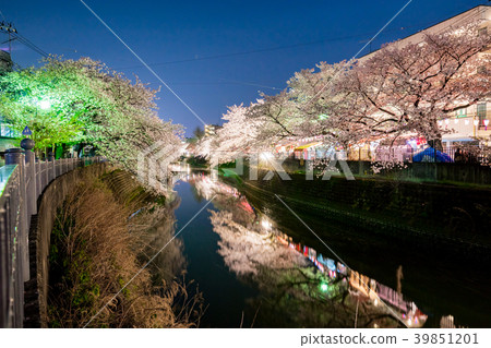 [神奈川縣]夜晚的櫻花 39851201