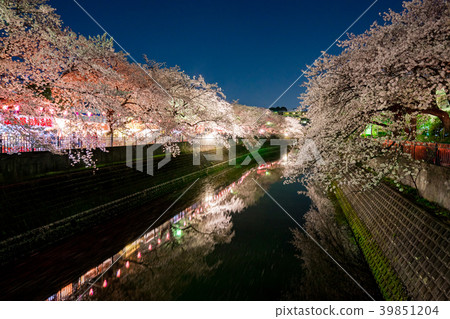 [神奈川縣]夜晚的櫻花 39851204