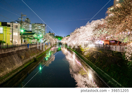 [神奈川縣]夜晚的櫻花 39851205