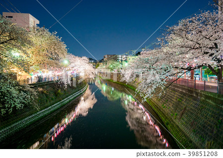 [神奈川縣]夜晚的櫻花 39851208