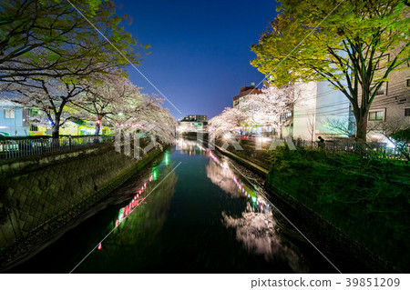 [神奈川縣]夜晚的櫻花 39851209