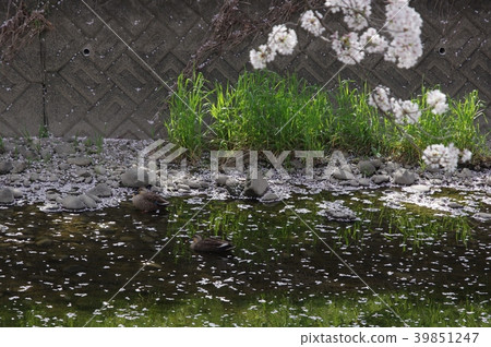 Gojogawa Hanami的鴨子 Gojogawa Hanami的鴨子 39851247