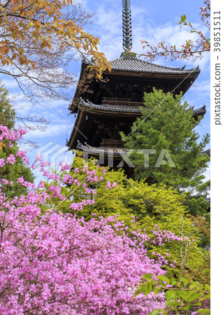 Ninna-ji Temple Oimuro cherry 39851511