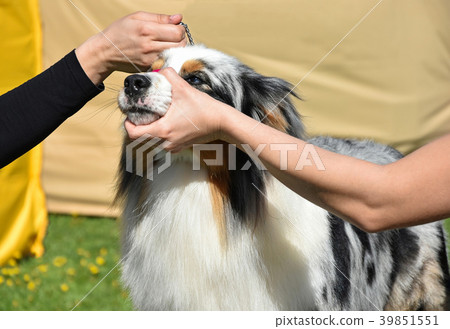 Women hold the head of a dog Women hold the head of a dog 39851551