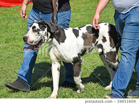 Walking a large german dog Walking a large german dog 39851609