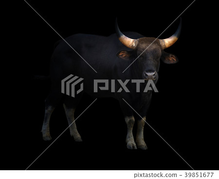 gaur standing in the dark gaur standing in the dark 39851677