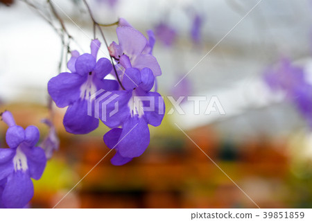 close up flower. close up flower. 39851859