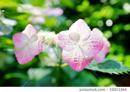  hydrangea 39851866