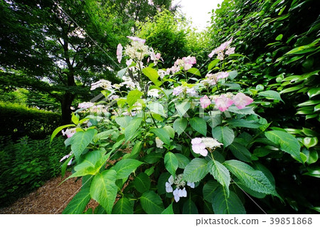 繡球花 繡球花 39851868