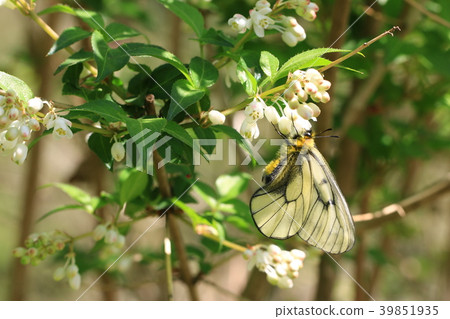 烏蘇巴族 39851935