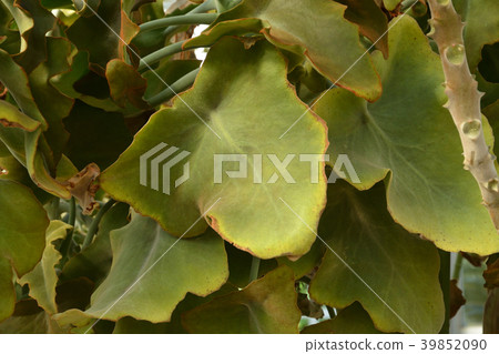 植物：Sennonomai benkeiaceae 39852090