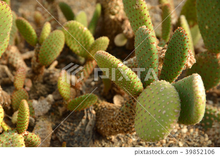 Plant: Red clover Plant: Red clover 39852106