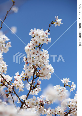 Sakura in full bloom 39852209