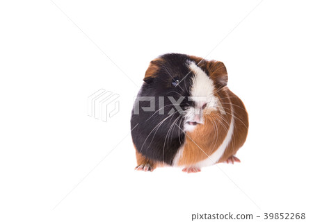 Guinea pig seen from the front looking up Guinea pig seen from the front looking up 39852268