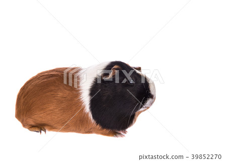 Guinea pig seen from the side  39852270