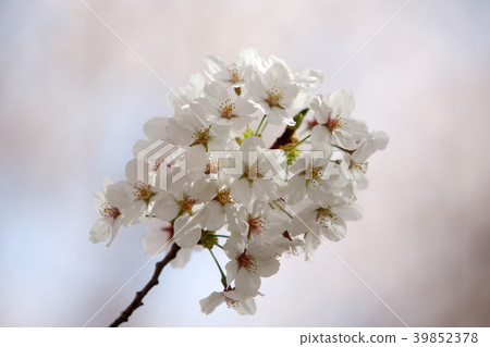 櫻花盛開 櫻花盛開 39852378