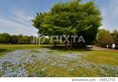 Nemophila at Sagamihara Park Nemophila at Sagamihara Park 39852758