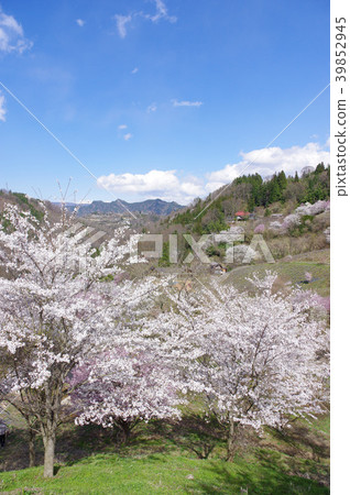Wild mountain cherry trees in Lu 39852945