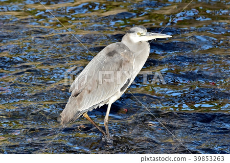 Gray heron 39853263