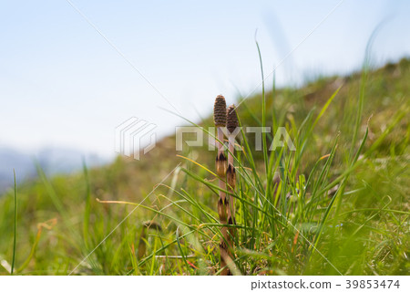 horsetail, field horsetail bud, bank 39853474