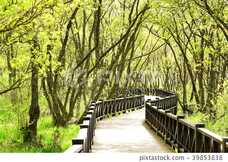 Road, water cane, early spring, ecological park, Guangzhou ecological park 39853838