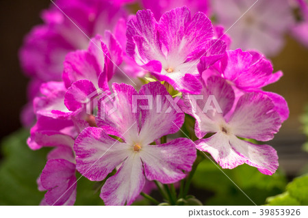 Primrose Primrose 39853926