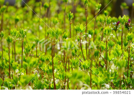 Buds of azalea flowers and pretty flowers 3 39854021