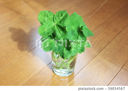 Clover··+四葉草+·· Clover··+四葉草+·· 39854567