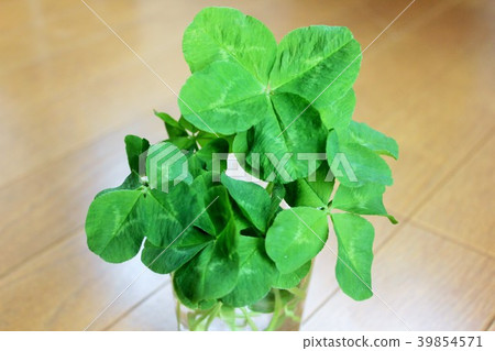 Clover··+四葉草+·· Clover··+四葉草+·· 39854571