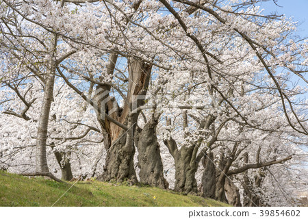 Kaisei Sankoen Park Japan S Oldest Grade Somei Stock Photo