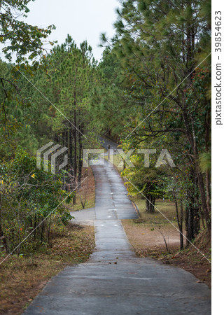 Walk way among pine forests at Ban Wat Chan Walk way among pine forests at Ban Wat Chan 39854623