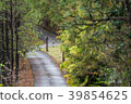 Walk way among pine forests at Ban Wat Chan 39854625
