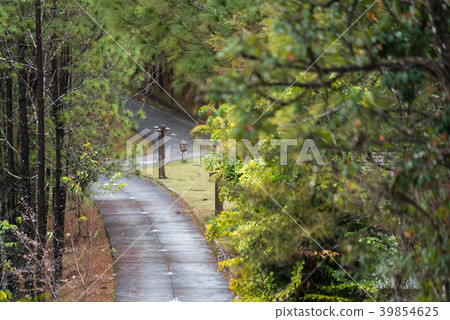 Walk way among pine forests at Ban Wat Chan 39854625