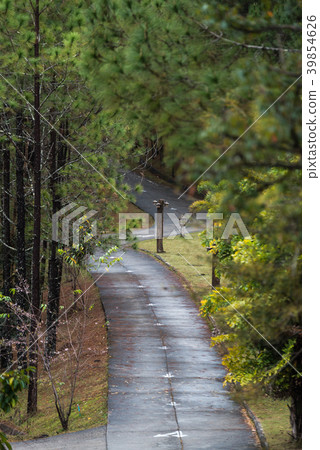 Walk way among pine forests at Ban Wat Chan 39854626